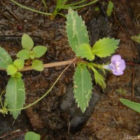 Bonnaya ciliata (Colsm.) Spreng.